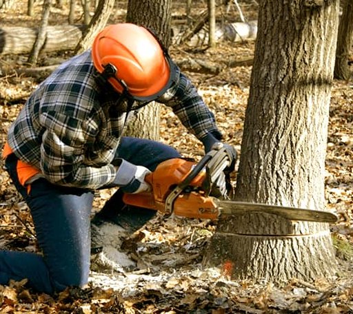 Tree Removal in Frazee, MN